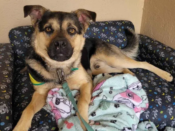 Cachorro ra a SRD-ViraLata idade 1 ano nome Thor