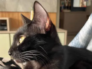 Gato raça SRD-ViraLata idade 1 ano nome PANTERA