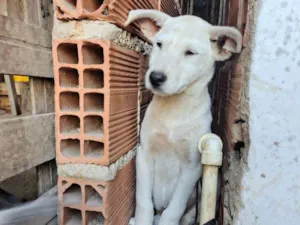 Cachorro raça SRD-ViraLata idade 2 a 6 meses nome Betoven