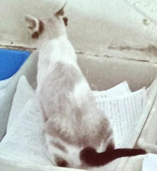 Gato ra a SRD-ViraLata idade 2 a 6 meses nome FÁTIMA MIX