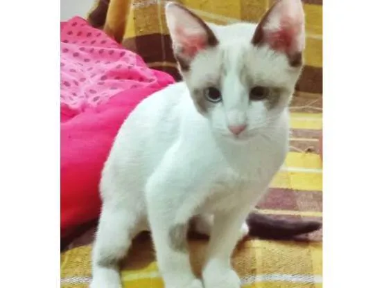 Gato ra a SRD-ViraLata idade 2 a 6 meses nome FÁTIMA MIX