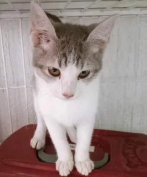 Gato raça SRD-ViraLata idade 2 a 6 meses nome VERA MARIA