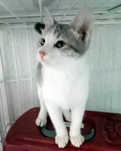 Gato ra a SRD-ViraLata idade 2 a 6 meses nome VERA MARIA