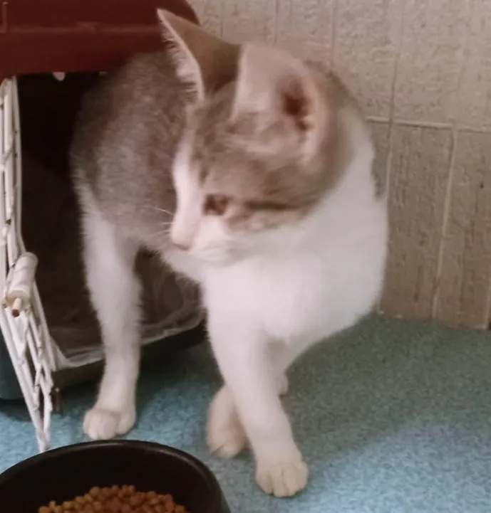 Gato ra a SRD-ViraLata idade 2 a 6 meses nome VERA MARIA