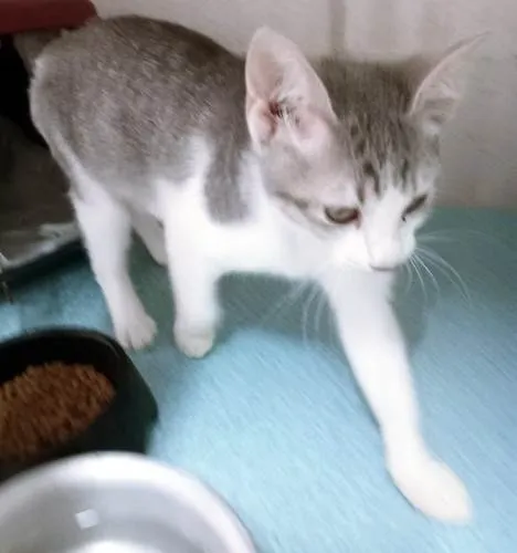 Gato ra a SRD-ViraLata idade 2 a 6 meses nome VERA MARIA