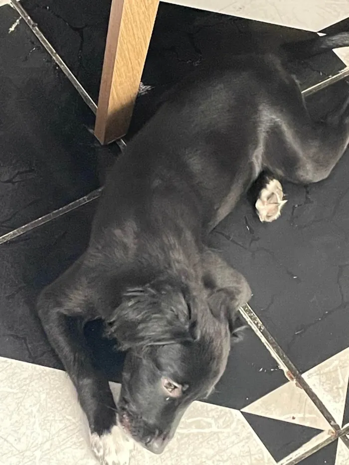 Cachorro ra a SRD-ViraLata idade Abaixo de 2 meses nome Doação de cachorro