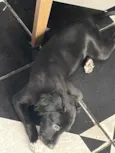 Doação de cachorro