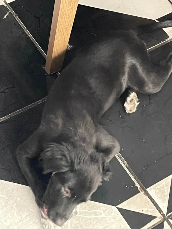 Cachorro ra a SRD-ViraLata idade Abaixo de 2 meses nome Doação de cachorro