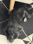 Doação de cachorro