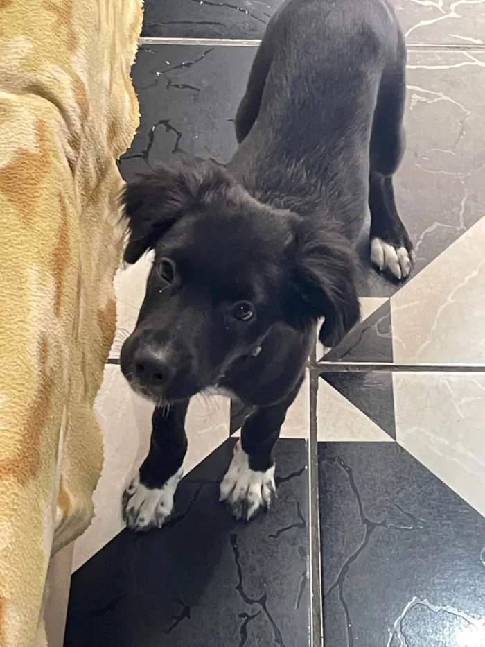 Cachorro ra a SRD-ViraLata idade Abaixo de 2 meses nome Doação de cachorro