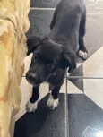 Doação de cachorro