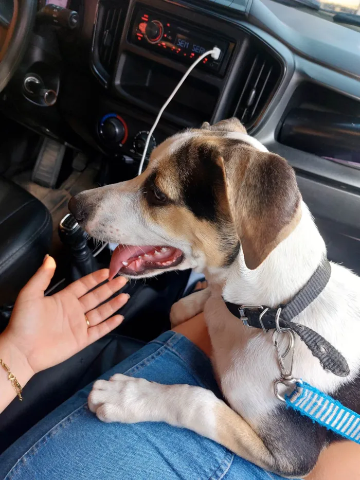 Cachorro ra a SRD-ViraLata idade 2 a 6 meses nome Bob