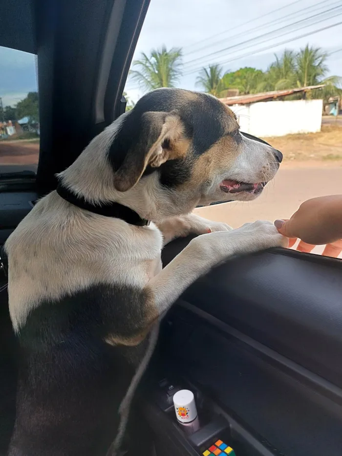 Cachorro ra a SRD-ViraLata idade 2 a 6 meses nome Bob