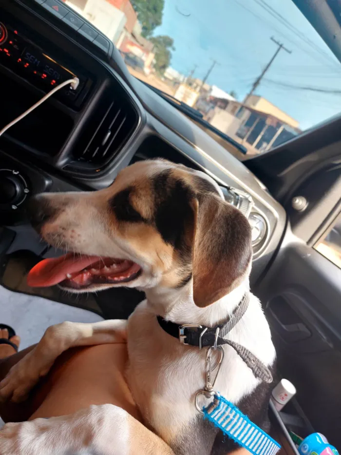 Cachorro ra a SRD-ViraLata idade 2 a 6 meses nome Bob