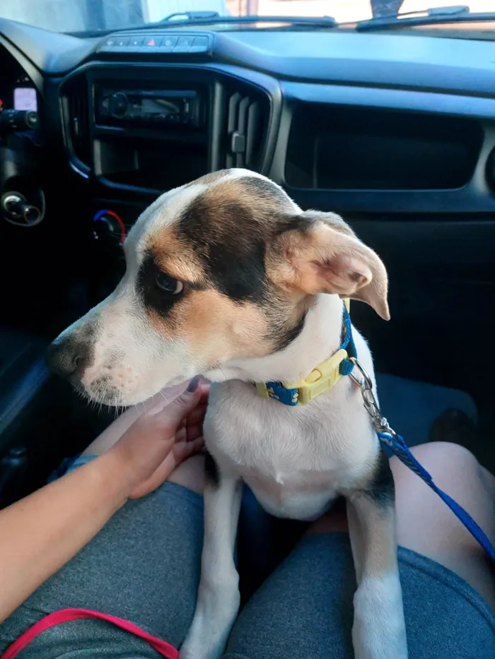 Cachorro ra a SRD-ViraLata idade 2 a 6 meses nome Bob