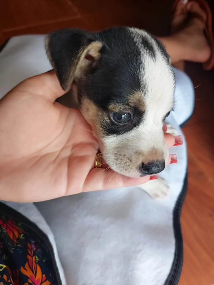 Cachorro ra a SRD-ViraLata idade 2 a 6 meses nome Bob