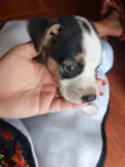 Bob