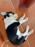 Bob