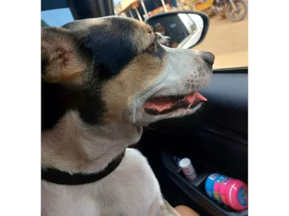 Cachorro raça SRD-ViraLata idade 2 a 6 meses nome Bob