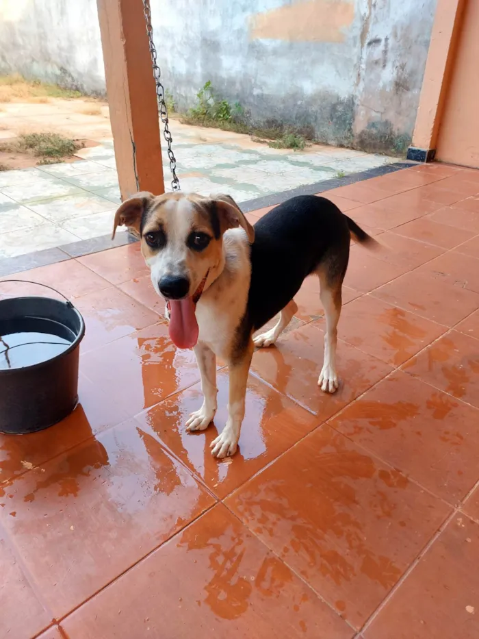 Cachorro ra a SRD-ViraLata idade 2 a 6 meses nome Bob