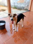 Bob