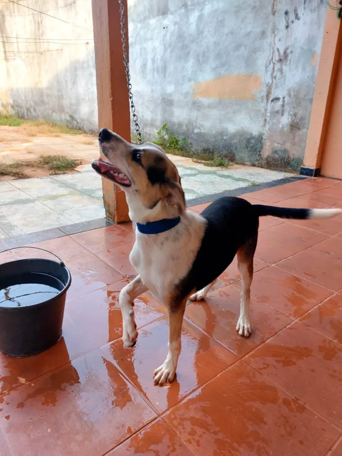 Cachorro ra a SRD-ViraLata idade 2 a 6 meses nome Bob