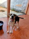 Bob