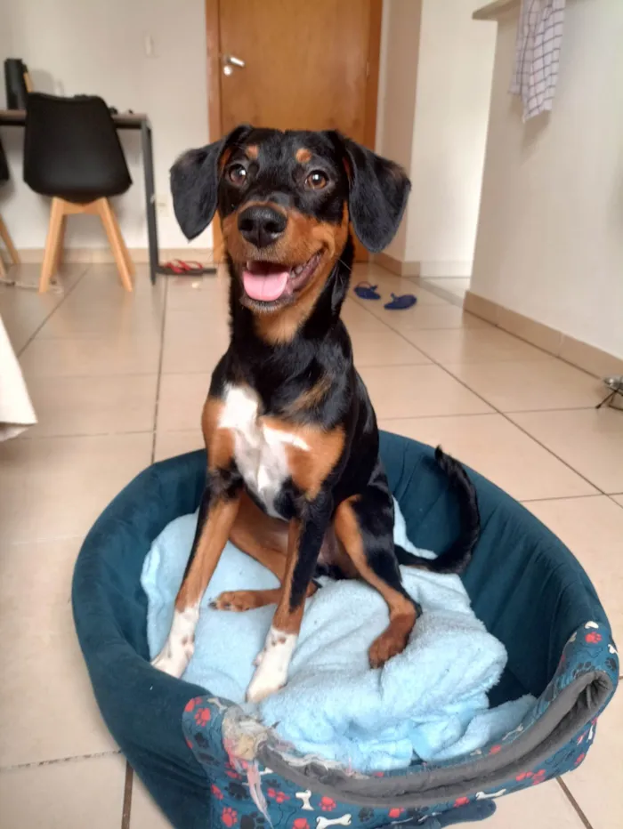 Cachorro ra a SRD-ViraLata idade 7 a 11 meses nome Mulan
