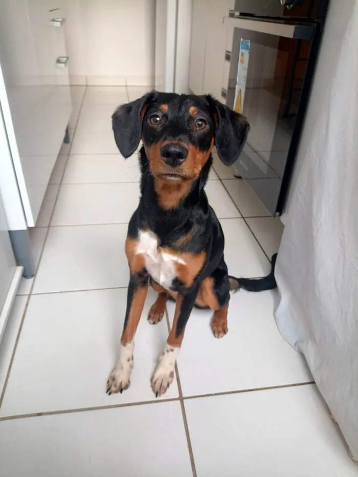 Cachorro ra a SRD-ViraLata idade 7 a 11 meses nome Mulan