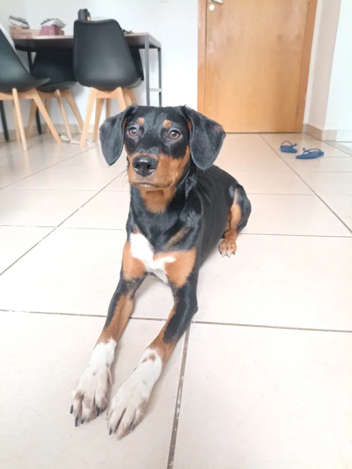 Cachorro ra a SRD-ViraLata idade 7 a 11 meses nome Mulan
