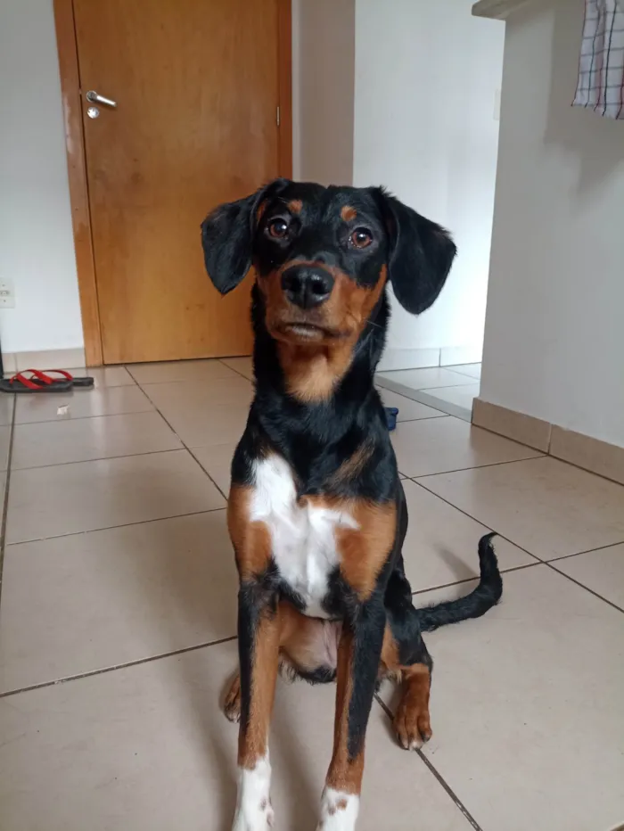 Cachorro ra a SRD-ViraLata idade 7 a 11 meses nome Mulan