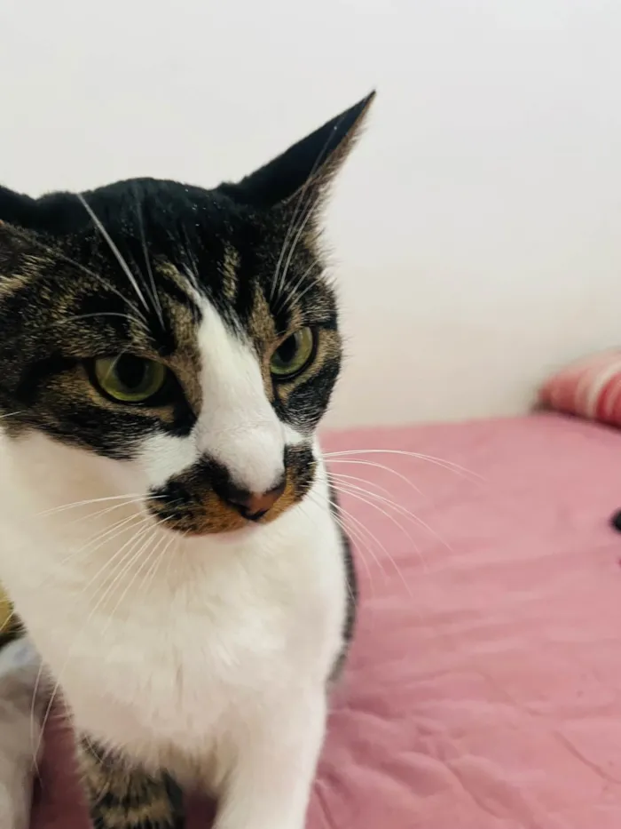 Gato ra a SRD-ViraLata idade 2 anos nome Lolla 