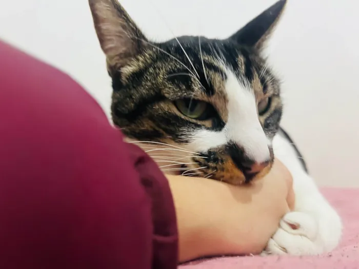 Gato ra a SRD-ViraLata idade 2 anos nome Lolla 