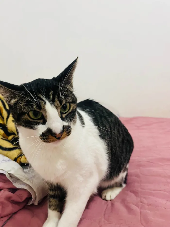 Gato ra a SRD-ViraLata idade 2 anos nome Lolla 