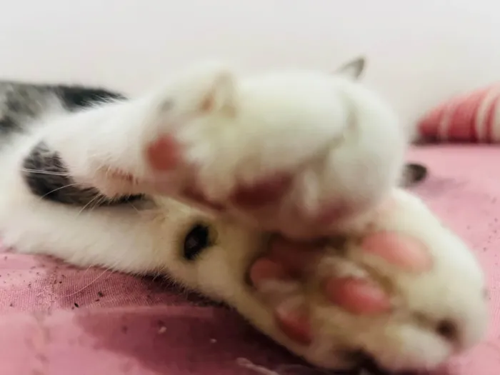 Gato ra a SRD-ViraLata idade 2 anos nome Lolla 
