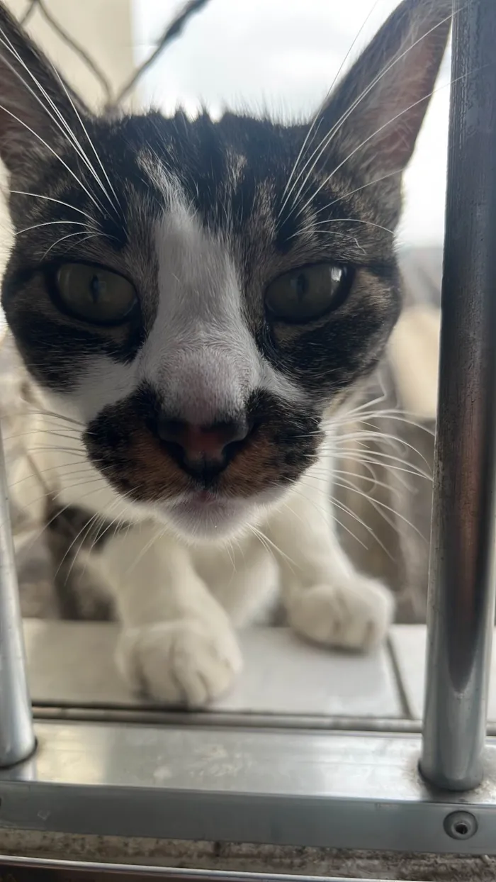 Gato ra a SRD-ViraLata idade 2 anos nome Lolla 
