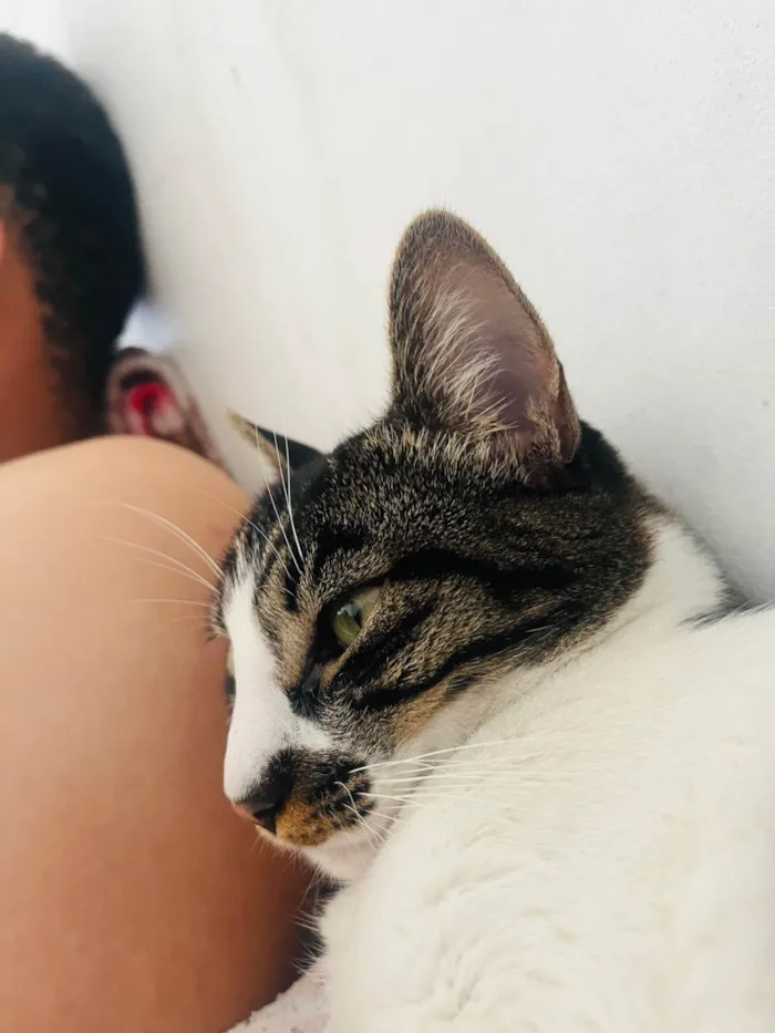 Gato ra a SRD-ViraLata idade 2 anos nome Lolla 