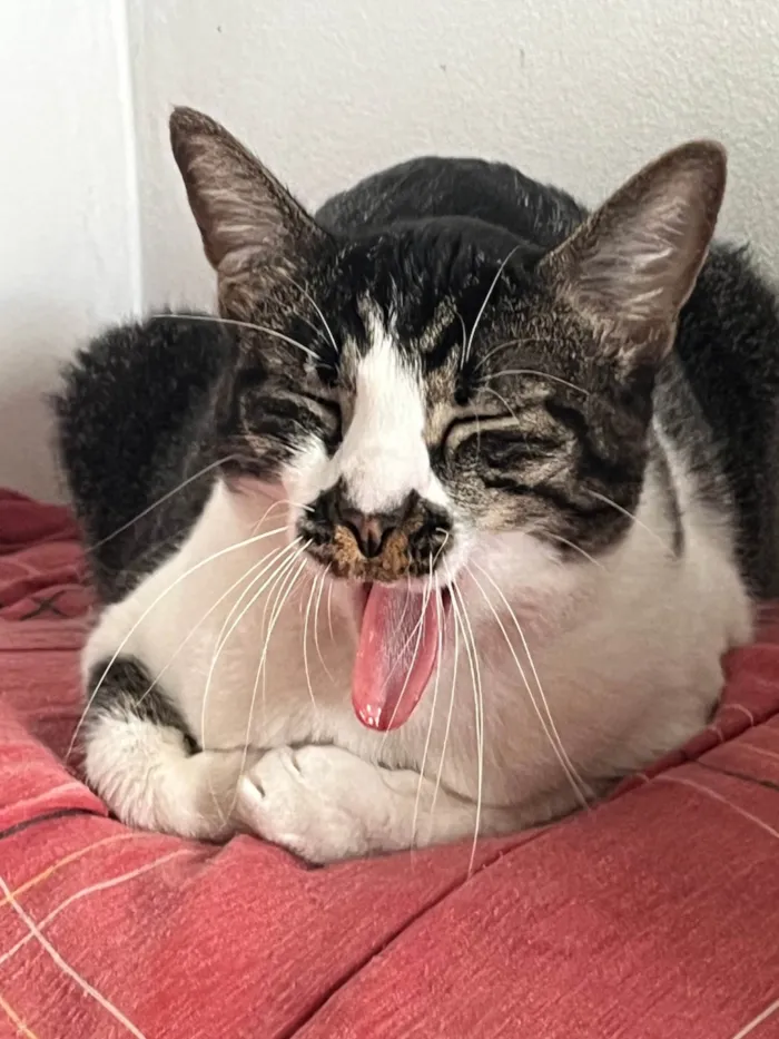 Gato ra a SRD-ViraLata idade 2 anos nome Lolla 