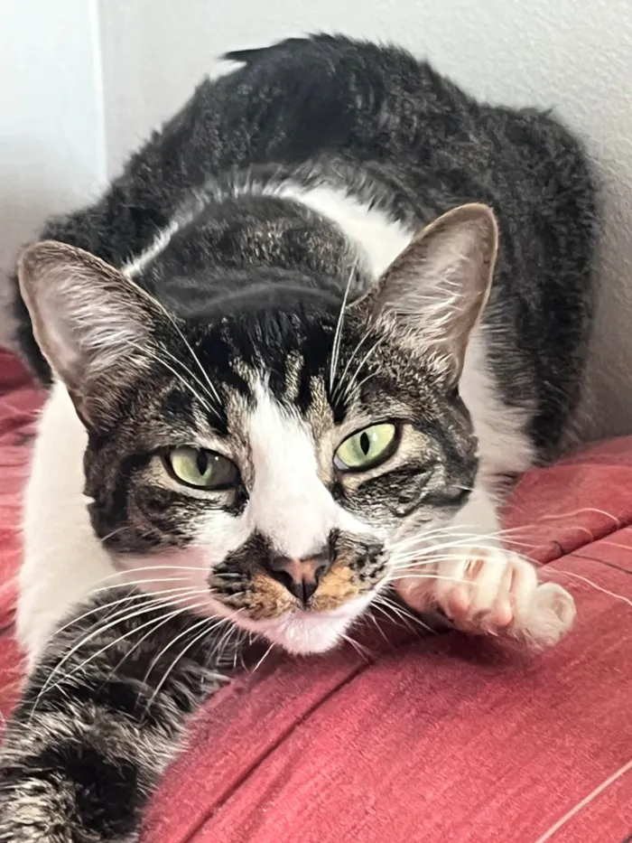 Gato ra a SRD-ViraLata idade 2 anos nome Lolla 