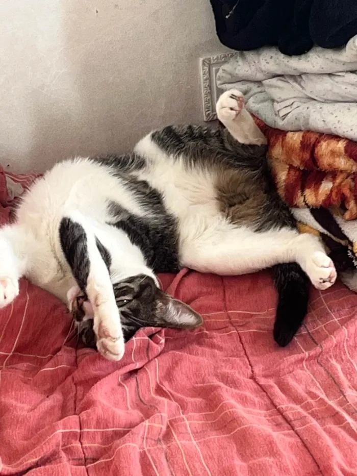 Gato ra a SRD-ViraLata idade 2 anos nome Lolla 