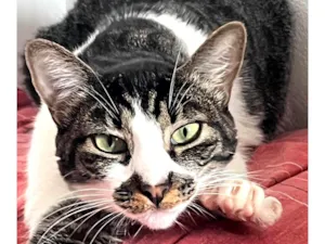 Gato raça SRD-ViraLata idade 2 anos nome Lolla 