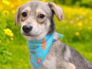 Cachorro raça SRD-ViraLata idade 2 a 6 meses nome Pandinha