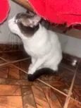Príncipe