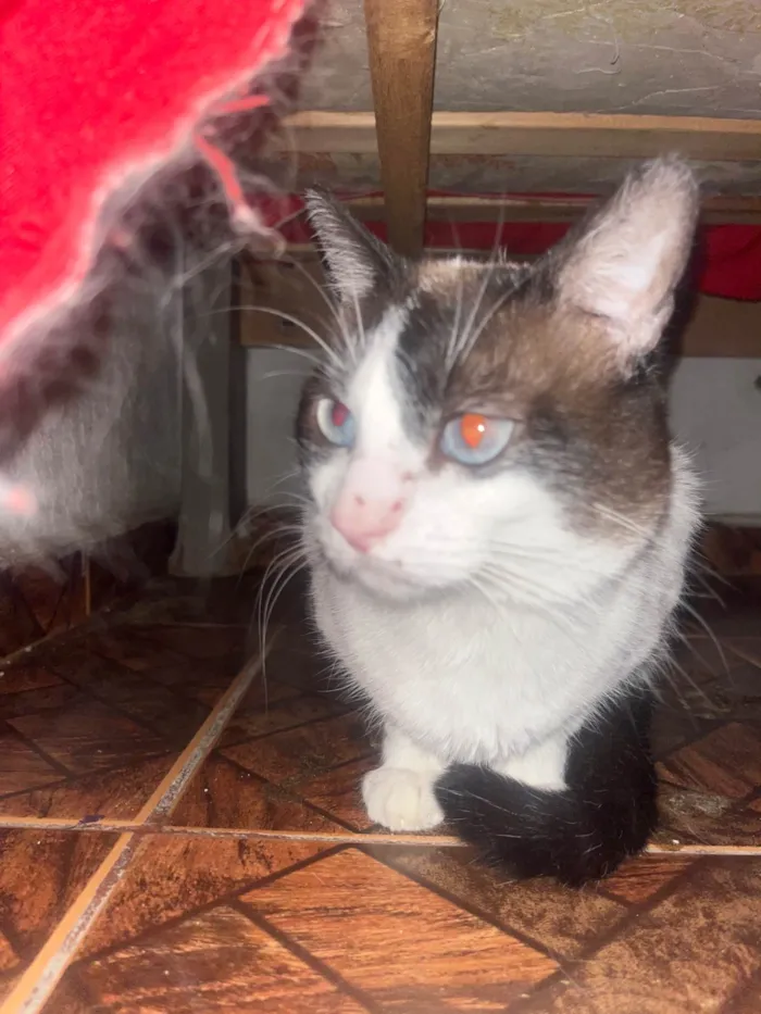 Gato ra a SRD-ViraLata idade 3 anos nome Príncipe 