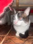 Príncipe