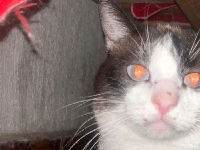 Gato ra a SRD-ViraLata idade 3 anos nome Príncipe 