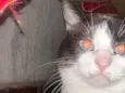 Príncipe