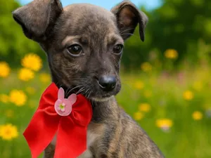 Cachorro raça SRD-ViraLata idade 2 a 6 meses nome Fofokinha 