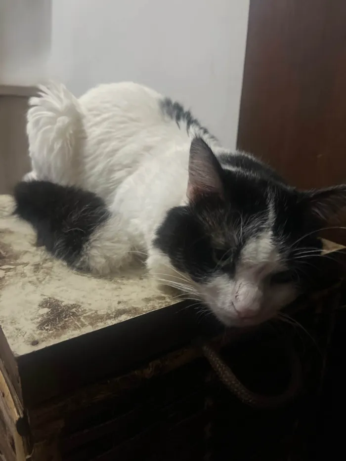 Gato ra a SRD-ViraLata idade 3 anos nome TIM TIM 