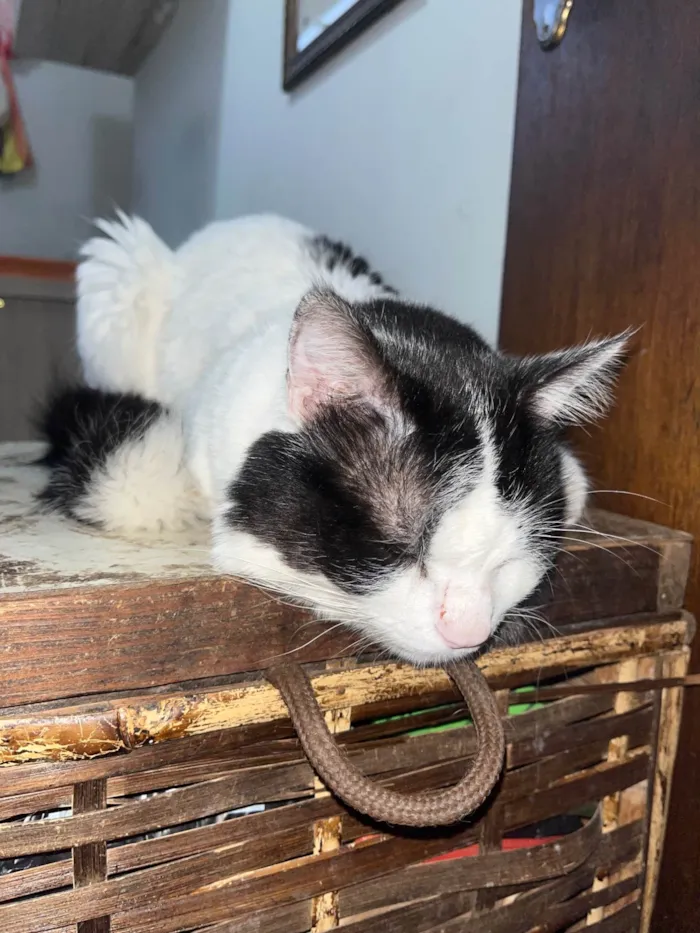 Gato ra a SRD-ViraLata idade 3 anos nome TIM TIM 